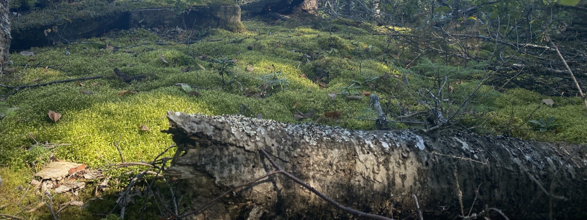 Fallen tree trunks at the rear left and front right, covered in moss, invite a place to sit and meet between an open ground of moss.