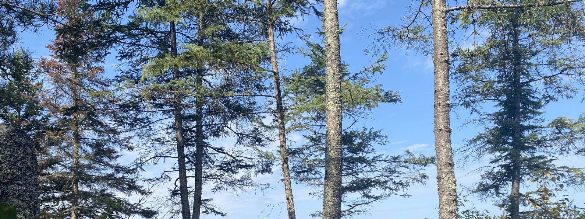 A small portion of a lake can be seem through an open and thin line of trees. Trees, greenery and the open blue sky can be seen behind the pond and in the distance.