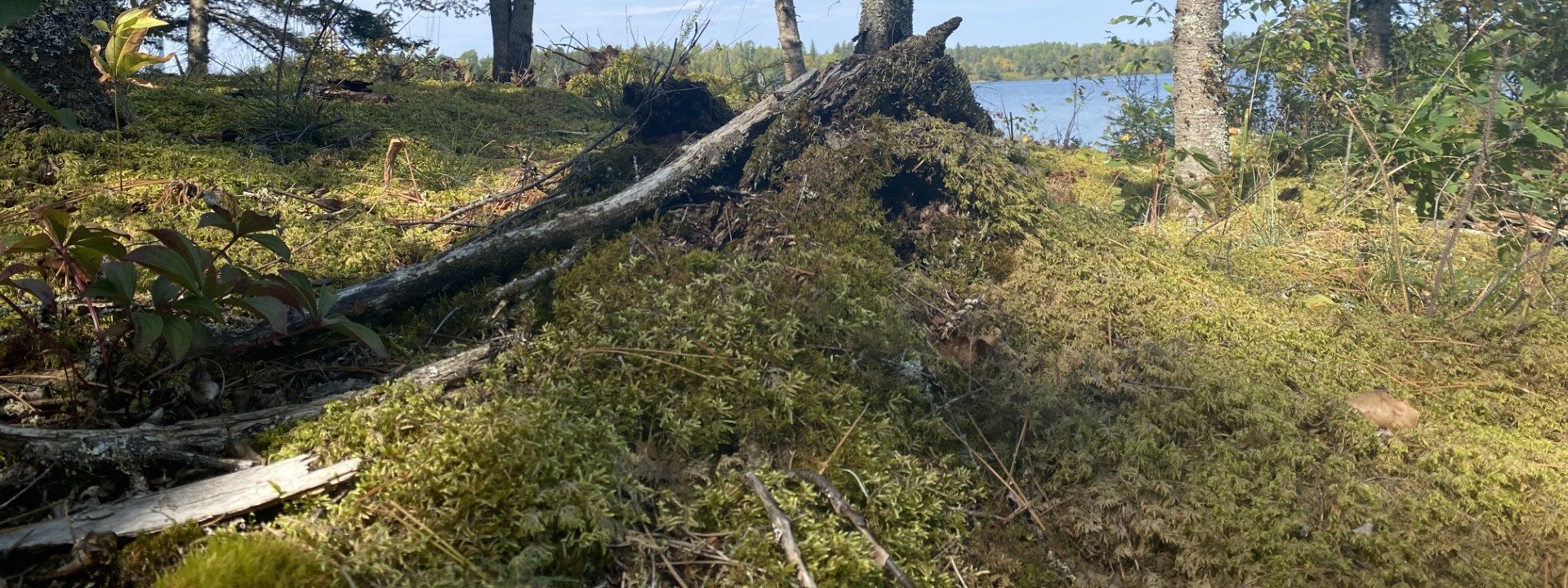 In the open foreground a mossy green incline meets an old fallen log, the end of which looks to the lake, inviting a moment of rest and reflection over the lake in the distance.